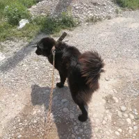 سگ قدرجونی اصل