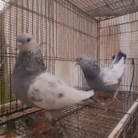 سینه سیاه نوک سفید سینه آبی سینه سرور|پرنده|شیراز, زرهی|دیوار