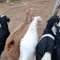 5راس بزغاله نژاد دار برای نگهداری|حیوانات مزرعه|کرج, فاز ۲ مهرشهر|دیوار