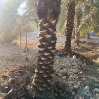 خرید فروش انواع نخل|خدمات باغبانی و درختکاری|شادگان, |دیوار