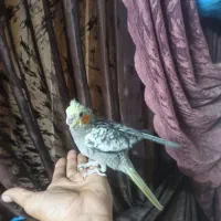 جوجه عروس هلندی دستی 60روزه|پرنده|اصفهان, جلالیه|دیوار