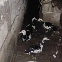 اردک خارجی ۲ عدد نر ۲ عدد ماده|حیوانات مزرعه|قائمشهر, |دیوار