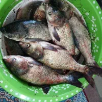 ماهی بیگل درشت تازه