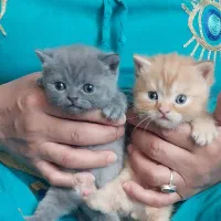 بهترین کادو برای فرزندتان|گربه|تهران, ترمینال غرب|دیوار