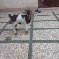 بزغاله شیری ماده