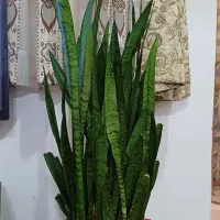 گل سانسوریا|گل و گیاه طبیعی|رشت, حمیدیان|دیوار