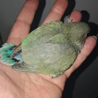 طوطی کوتوله سرلاکی و نرمه خور|پرنده|فولادشهر, A1|دیوار