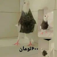 کفتر طوقی  کله ای  سفید