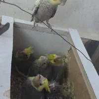 فروش جوجه عروس هلندی