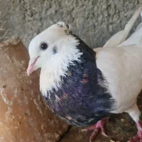کبوتر طوقی
