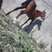 فروشی|حیوانات مزرعه|اقلید, |دیوار