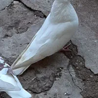 کبوتر اراکی ماده یه تومن