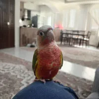 گرینچیک نر فقط معاوضه با ماده دستی