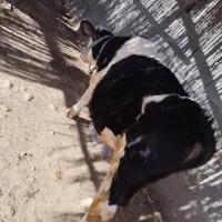 گوساله جوان وسالم|حیوانات مزرعه|سرپل ذهاب, |دیوار