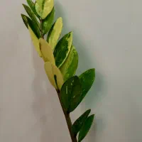 زاموفیلیا سوپر بلک|گل و گیاه طبیعی|اندیشه, شهرک مریم|دیوار