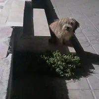 فروش سگ خانگی