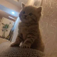 فروش بچه گربه اسکاتیش