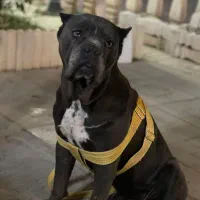 کنکورسو|سگ|بومهن, |دیوار