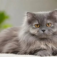 مراقبت از گربه در منزل شما همراه مطمئن هنگام سفر