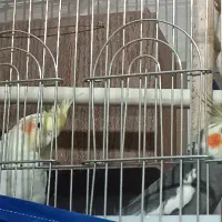 یک جفت عروس هلندی مولد کارداده|پرنده|اقبالیه, |دیوار