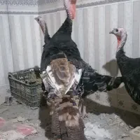 بوقلمون برنز|حیوانات مزرعه|گرگان, |دیوار