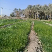 نهال پیاز زرد ریو