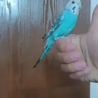 راهنمایی درباره فروش مرغ عشق ماده  دستی ۲۵۰تومنی|فعالیت داوطلبانه|یزد, |دیوار