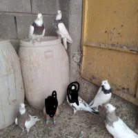 طوقی  فروشی|پرنده|اهواز, سپیدار|دیوار