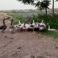 غاز
