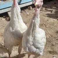 سلام چند جوجه بوقلمون گوشتی