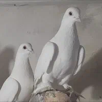 کفتر|پرنده|تبریز, |دیوار