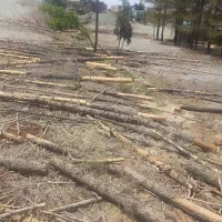 خرید چوب از کشاورزان عزیز|خدمات باغبانی و درختکاری|بیرجند, |دیوار