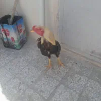 خروس لاری اصیل