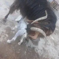 بز و بیگ
