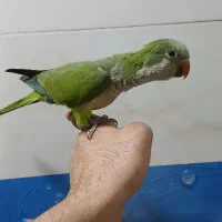 راهب سبز رام و سخنگو|پرنده|تهران, یافت آباد جنوبی|دیوار