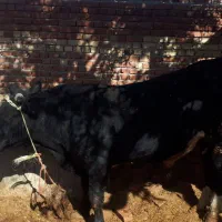 گاو نر|حیوانات مزرعه|گل تپه, |دیوار