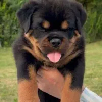 سگ رتوایلر اروپایی کینگ