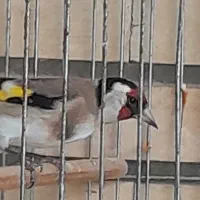 سهره نر  ریزه خون