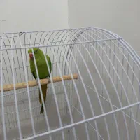 حیوانات|پرنده|اهواز, سیصد دستگاه|دیوار