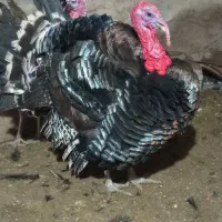 بوقلمون فروشی