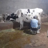 گاو|حیوانات مزرعه|بیجار, |دیوار