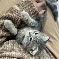 اسکاتیش فولد|گربه|ری, منصوریه منگل|دیوار