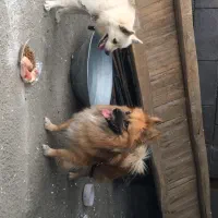 سگ پامر