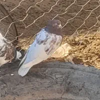 چند عدد کبوتر سالم و سرحال|پرنده|هیر, |دیوار