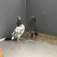 کبوتر|پرنده|تبریز, |دیوار