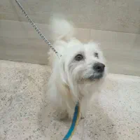 سگ خانگی زیبا و تمیز