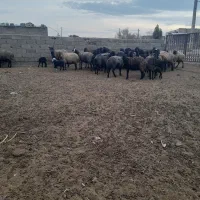 ۲۶ راس میش بره دار گوسفند  شیشک