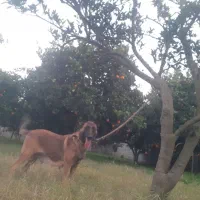 مالینیوز ماده