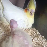 جفت عروس هلندی با جوجه|پرنده|مشهد, شهید قربانی|دیوار