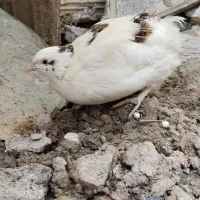 بلدرچین نر و ماده